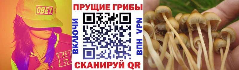 Псилоцибиновые грибы мицелий  наркота  Навашино 